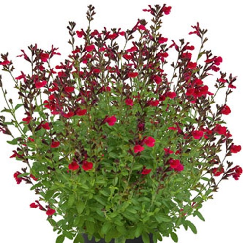 Salvia 'Visional Wine Red' - Salvei 'Visional Wine Red' P9/0,55L